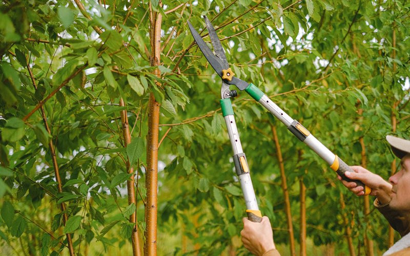 Tree trimming in Vermilion, OH